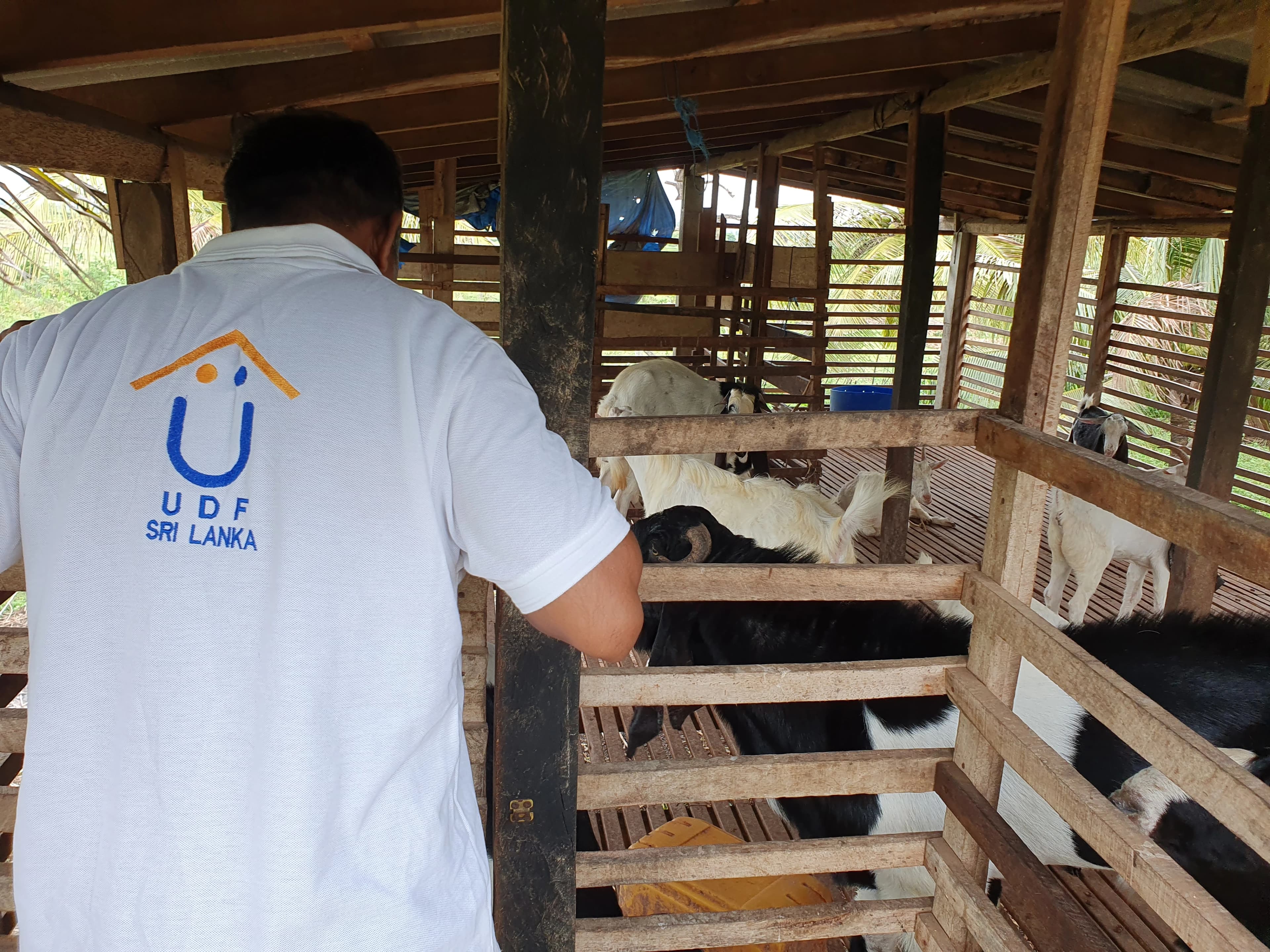 A UDF Sri Lanka field officer inspecting goats in a raised wooden livestock shed